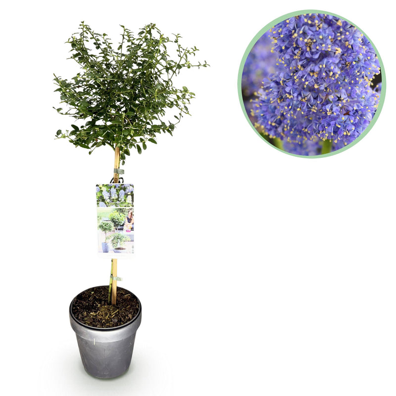 GreenboutiQ Ceanothus thyrsiflorus Repens Stamm-Pflanze, Lila Blüte