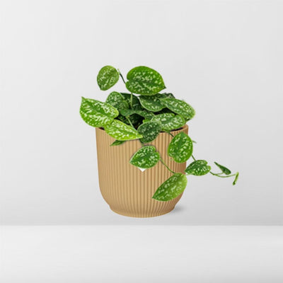 Scindapsus Pictus 'Argyraeus' im gelben ELHO Vibes Topf (14 cm)