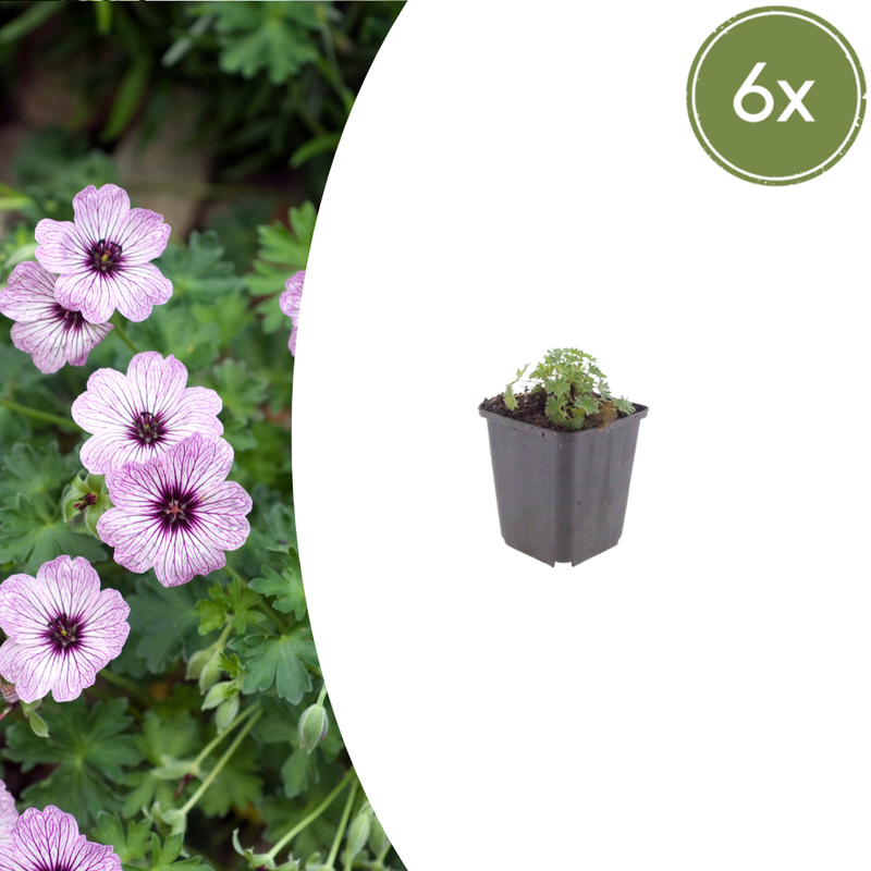 6x Geranium cin. 'Ballerina' Staude, 10-25cm, Ø9cm