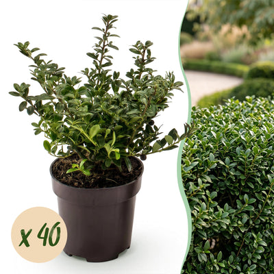 Green boutiQ - 40x Ilex crenata Stokes - Japanische Stechpalme - Heckenpflanzen - Immergrün - Grün - Topf 9cm - Höhe 20-30cm