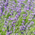 GreenboutiQ Lavendel 'Hidcote' - 6 Pflanzen für duftende Hecken Bild 7
