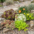 12x - Alpine mix - Ø7cm - ↕10-12cm Bild 4