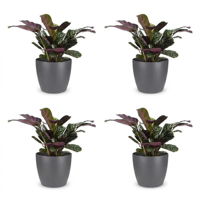 Green boutiQ - Ctenanthe Burle Marxii - Fishbone Prayer Plant - 4 plants - with Grey Pot - Pot 12cm - Height - 30cm