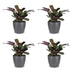 Green boutiQ - Ctenanthe Burle Marxii - Fischgräten-Gebetspflanze - 4 Pflanzen - met Potter Grijs - Topf 12cm - Höhe - 30cm Bild 2