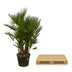 Mehrstämmige Zwergpalme (Chamaerops Humilis) 160-180cm Bild 4