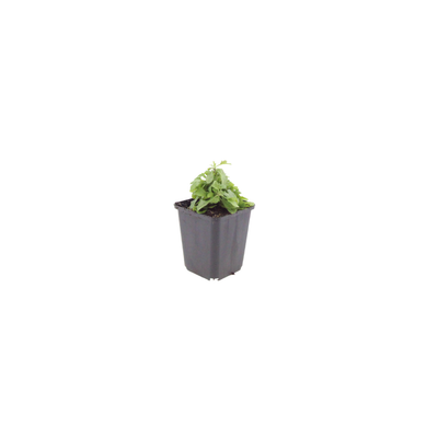12x Karvinskis Gänseblümchen (Erigeron karvinskianus) 10-25cm
