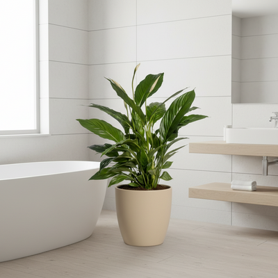 2x Spathiphyllum Vivaldi (Friedenslilie) Ø17cm, 70cm hoch