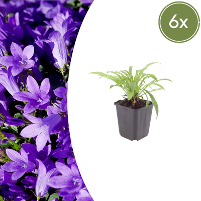 6x Glockenblume 'Coerulea' (10-25cm) im 9cm Topf