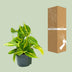 Philodendron Scandens Brasil: Easy-care Houseplant with Variegation Bild 4