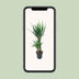 Yucca Elephantipes (Ø21cm, ↕100cm) - Stilvolle pflegeleichte Zimmerpflanze Bild 5