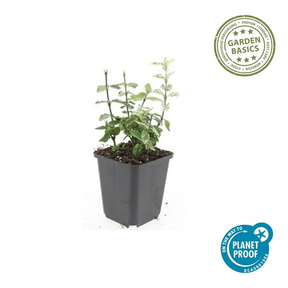 12x Euonymus fortunei 'Harlequin' - Buntlaubiger Bodendecker, 10-25cm