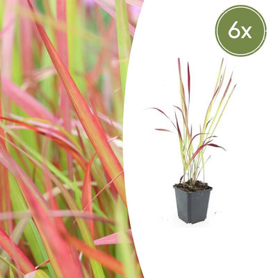 6x Japanisches Blutgras 'Red Baron' (10-25cm, Ø9cm)