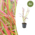 6x Japanisches Blutgras 'Red Baron' (10-25cm, Ø9cm) Bild 1
