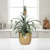 Ananas 'Mi Amigo' im ELHO Vibes Fold Topf 14cm gelb Bild 3