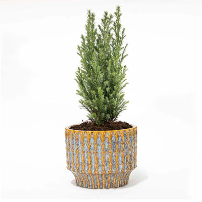 Weihnachtsbaum 'Ellwoodii' + Topf Echo - 25 - 30  cm hoch
