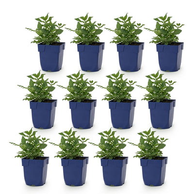 Green boutiQ - Perennial - Salvia nem. 'Sense Deep Pink' - Sage - Bee and Butterfly Attractors - Pink - 12 Plants - Pot 11cm - Height 15-25cm
