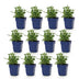 Green boutiQ - Perennial - Salvia nem. Sense Deepl Pink - Sage - Bee and Butterfly Attractors - Pink - 12 Plants - Pot 11cm - Height 15-25cm Bild 1