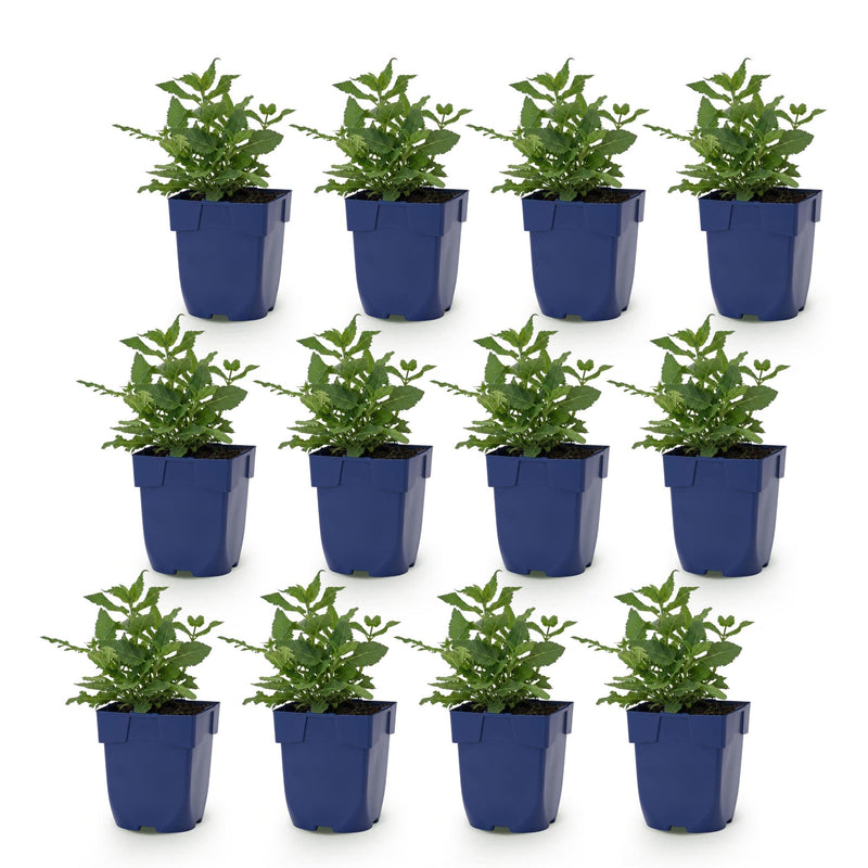 Green boutiQ - Perennial - Salvia nem. Sense Deepl Pink - Sage - Bee and Butterfly Attractors - Pink - 12 Plants - Pot 11cm - Height 15-25cm