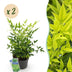 Immergrüner Himmelsbursche Lemon Lime gelbe Gartenpflanze 2er Set Bild 1
