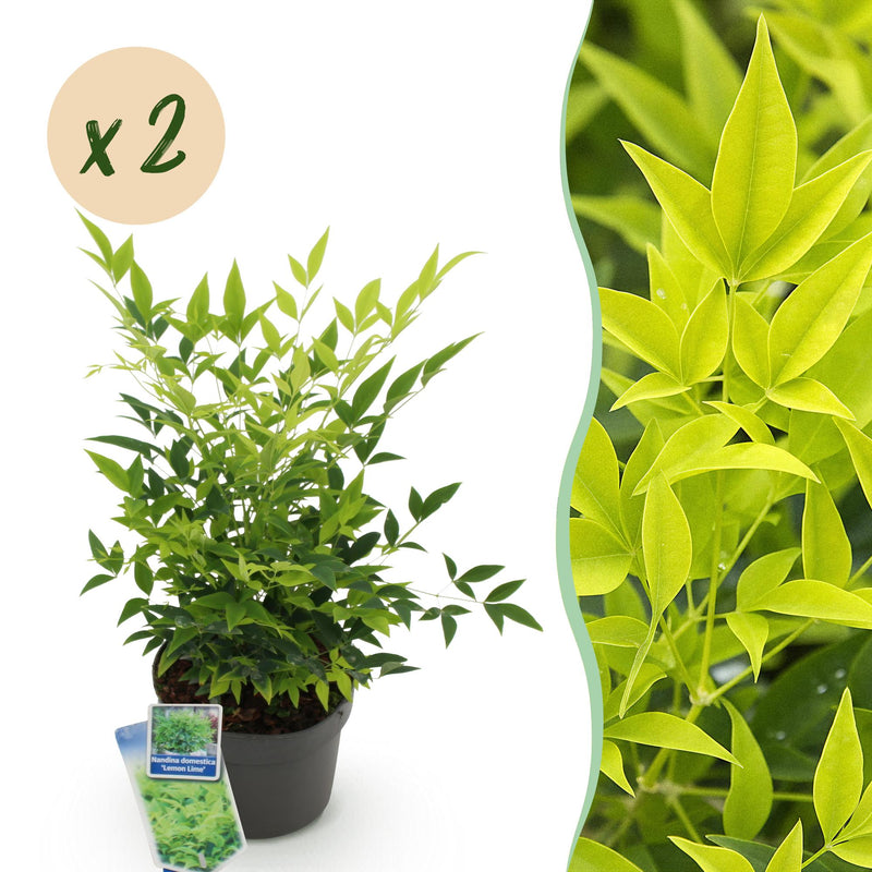 Immergrüner Himmelsbursche Lemon Lime gelbe Gartenpflanze 2er Set