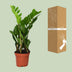ZZ-Pflanze (Zamioculcas Zamiifolia) - Ø12cm - ↕40cm Bild 4
