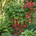 4x Parthenocissus quin. 'Engelmannii' - Engelmann-Jungfernrebe (Ø9cm, 35cm) Bild 4