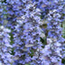 24x Kriechender Günsel (Ajuga reptans) - Bodendecker Bild 6