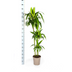 Dracaena Hawaiian Sunshine mit Korb, 130-150cm Bild 2