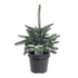 Picea pungens Glauca - Blaufichte - Blau - Weihnachtsbaum - Ø23cm - ↕60cm Bild 2