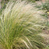 Stipa tenuissima 'Ponytails' - Ziergras für luftigen Garten, 10-25cm Bild 7