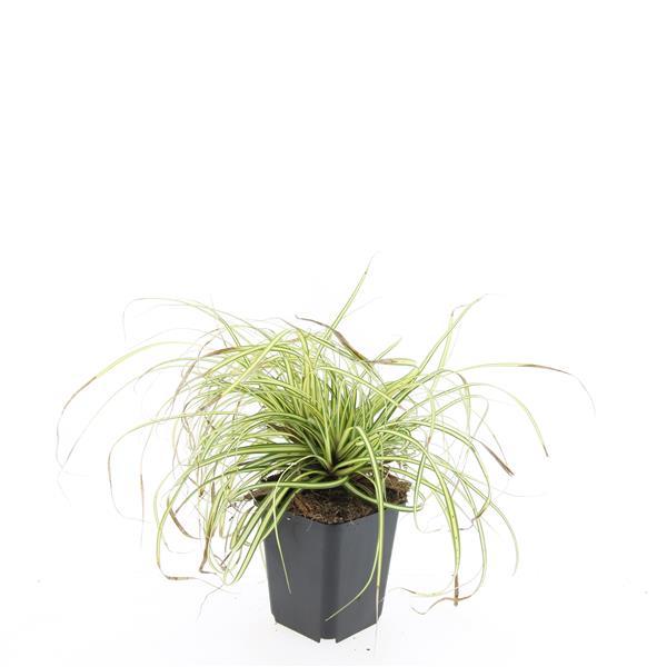 48x Carex oshim. 'Evergold'  - ↕10-25cm - Ø9cm