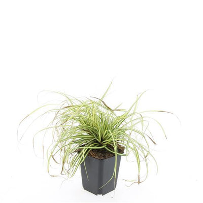 48x Carex oshim. 'Evergold' Ziergras im 9cm Topf