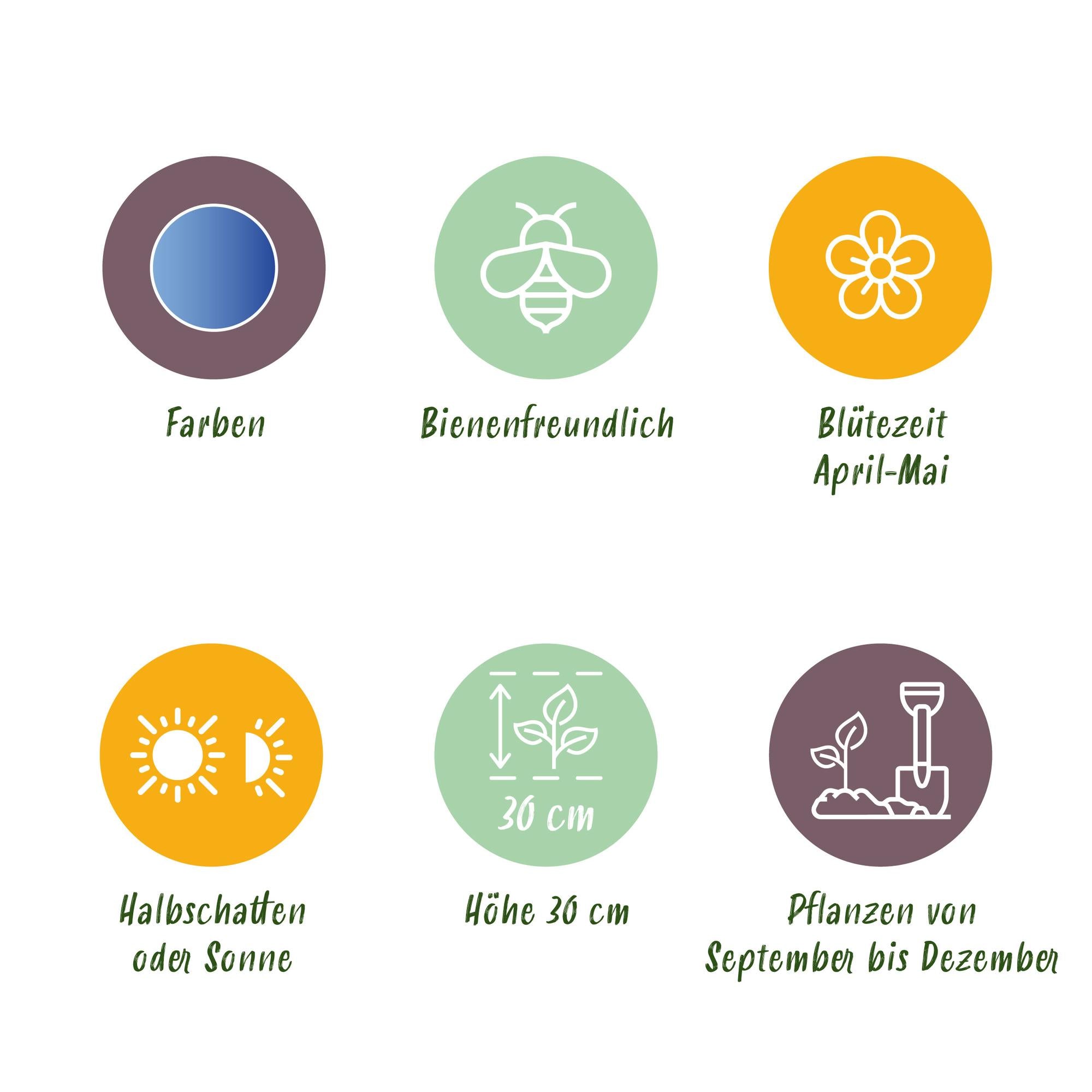 GreenboutiQ - Blumenzwiebeln - Muscari Armeniacum - Bulbs Hardy Perennial - Farbe Blau - 50 Stück - Zwiebelgröße 8/9 - XXL Pack