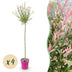 4x - Salix Flamingo - Ø23cm - ↕140-160cm Bild 1