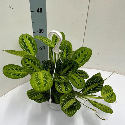 Maranta 'Fascinator' Lemon Lime Hängetopf – Faszinierende Blattschmuckpflanze