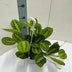 Maranta 'Fascinator' Lemon Lime Hanging Pot – Fascinating Foliage Plant Bild 2
