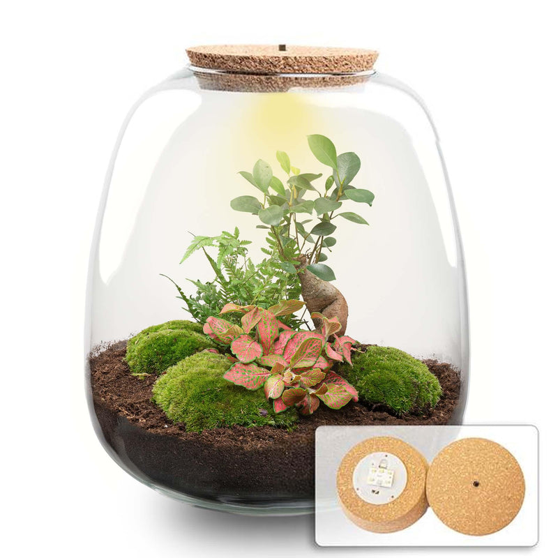Pflanzenterrarium Emma DIY-Set mit LED-Kork