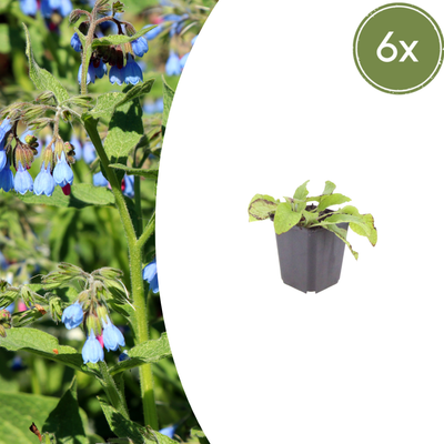 6x Beinwell 'Wisley Blue' - 10-25cm - Ø9cm