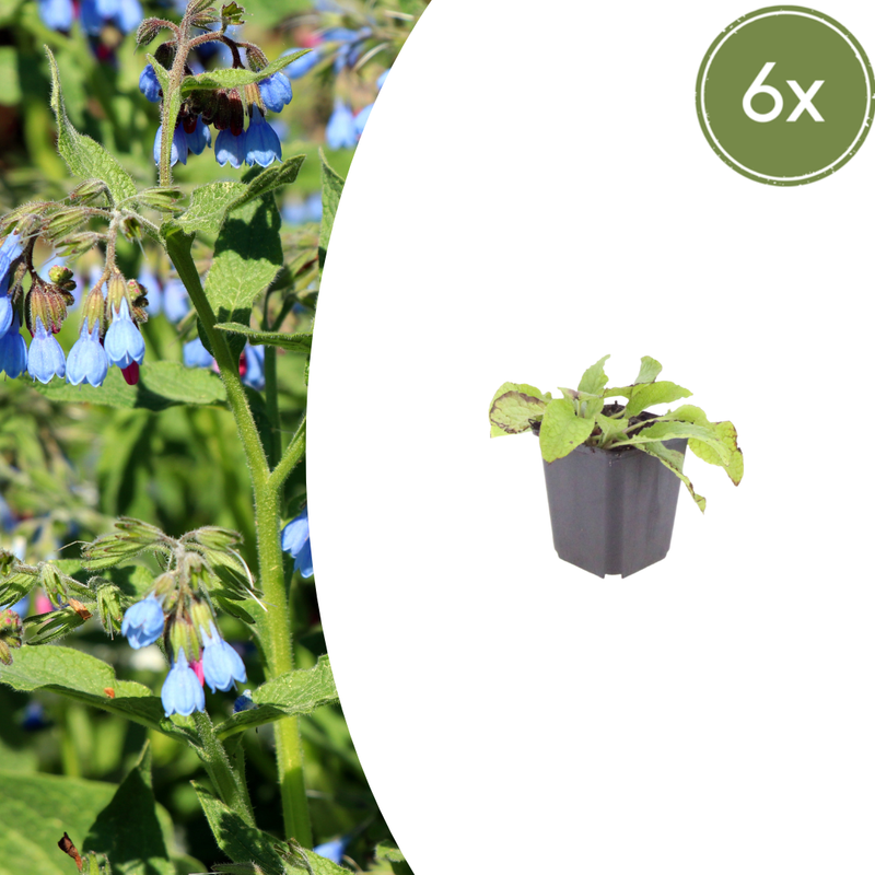 6x Comfrey 'Wisley Blue' - 10-25cm - Ø9cm