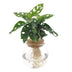 Monstera Adansonii im Kugelglas (Hydroponik) - Ø12cm, H25cm Bild 1