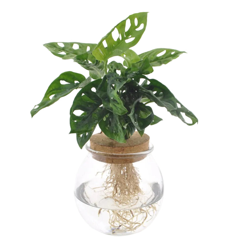 Monstera Adansonii im Kugelglas (Hydroponik) - Ø12cm, H25cm