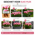 Tulpenzwiebeln Apricot Delight – 20 Stück | KH Bloembollen® | Rosa-Apricot-Tulpe – Sanft & Frisch – Geschenk für Garten oder Topf – Größe 11/12 – Frisch vom Züchter! Bild 13