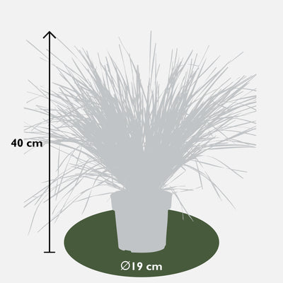 Lomandra longifolia 'White Sands' Ø19cm - 40cm