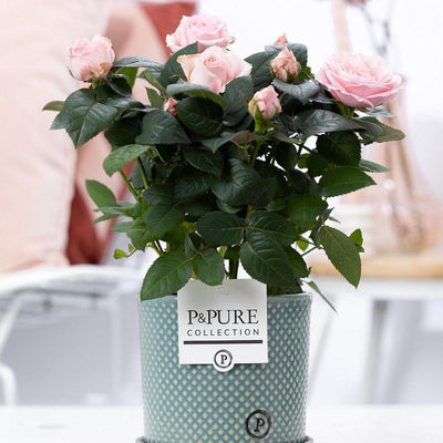 Rosa Hellrosa Rose – Ø 12cm Topf, 30cm Höhe – P&PURE Keramikserie