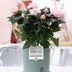 Rosa Hellrosa Rose – Ø 12cm Topf, 30cm Höhe – P&PURE Keramikserie Bild 2