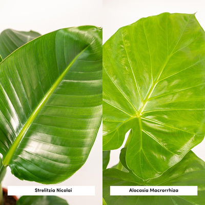 Strelitzia Nicolai & Alocasia Macrorrhiza Set im Korb Selin