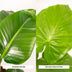 Strelitzia Nicolai & Alocasia Macrorrhiza Set in Selin Basket Bild 2