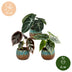 3x Baby Alocasia Tricolour (Rot-Grün-Schwarz) Ø6cm Bild 5
