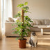 Monstera Minima Moosstab 90cm - Pflegeleicht & Dekorativ mit weißem Topf Bild 5