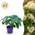 Hydrangea arborescens FlowerWOW: Winter-hardy Hydrangea, set of 3, 14cm pot Bild 1